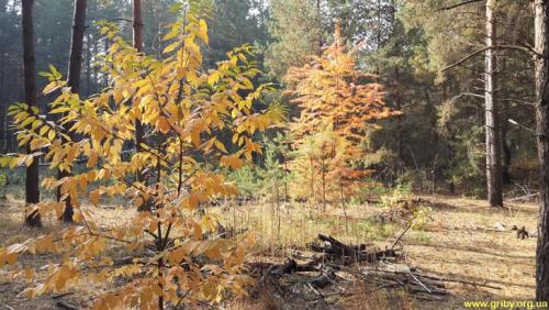 Какие грибы растут в сосновом лесу в октябре. Какие грибы растут в октябре