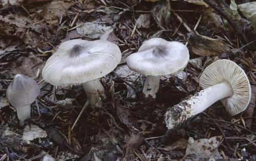 Песчаник гриб. Грибы песчанки фото и описание