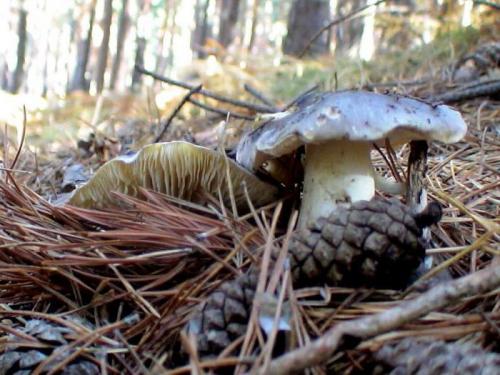 Белый гриб с серой шляпкой. Общая информация о рядовках 01
