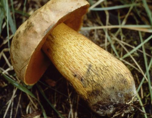 Маринованные поддубники на зиму. Описание гриба поддубник с рецептом его приготовления