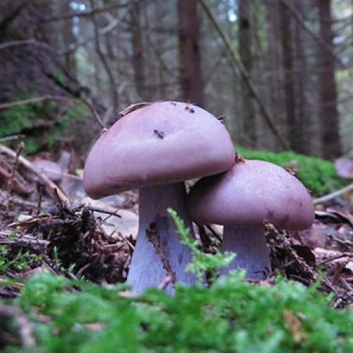 Как приготовить грибы рядовки на зиму. Маринование рядовок на зиму: пошаговые рецепты