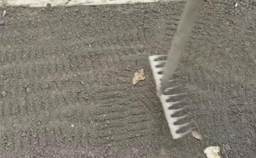 Сроки посадки чеснока осенью в Подмосковье в 2019 году. Этапы работы посадки чеснока