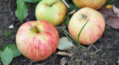 Лучшие осенние яблони. Самые лучшие осенние сорта яблонь — фото с описанием