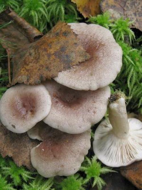 Волнушки ложные. Есть ли ложные волнушки и как их отличить от съедобных грибов?