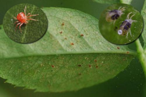 Можно ли поливать фитовермом. Описание препарата Фитоверм