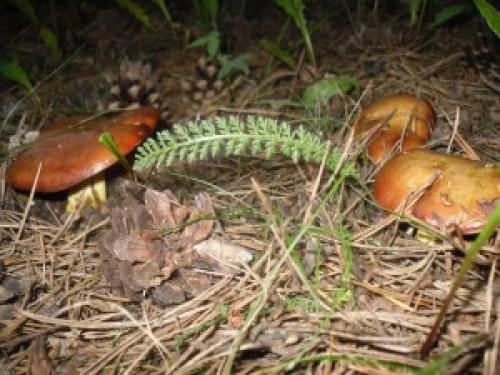 Грибы в сосновом бору. Грибы соснового бора 03