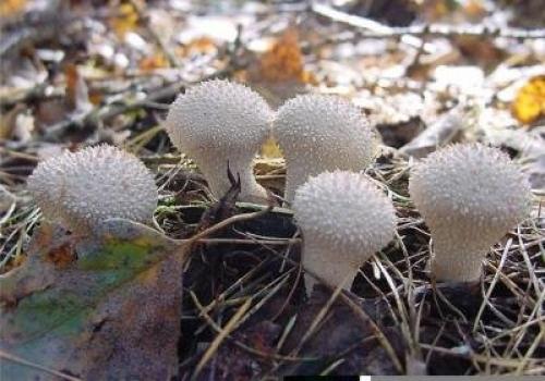 Гриб дождевик лечение. Грибы дождевики