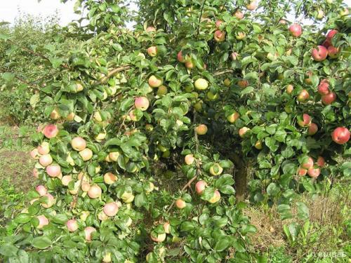 Среднерослые сорта яблонь для подмосковья. Лучшие сорта яблонь для Подмосковья, описание и фото, рейтинг