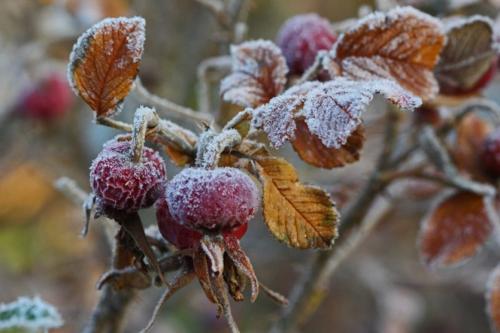 Обрезка роз осенью: 3 основных способа