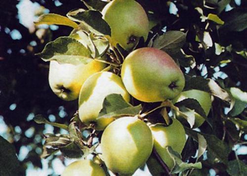 Осенние сорта яблок для средней полосы. Осенние сорта яблонь 21 Осенние сорта яблок для средней полосы. Осенние сорта яблонь 21