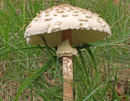 Гриб зонтик. Грибы, которые вы зря не собираете. Зонтик пестрый.