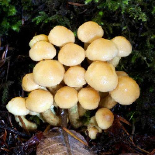 Какие грибы похожи на опята. Опята - ложные и съедобные