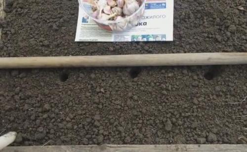 Сроки посадки чеснока осенью в Подмосковье в 2019 году. Этапы работы посадки чеснока