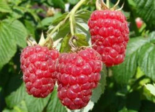 Как правильно пересадить ремонтантную малину осенью. Как пересадить малину осенью на новое место 02