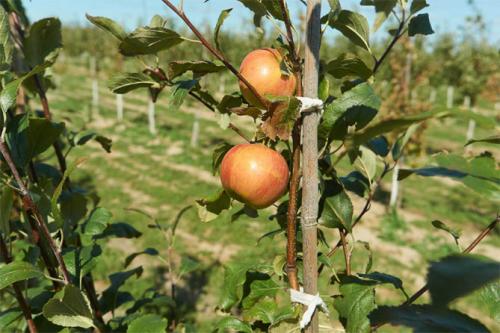 Среднерослые сорта яблонь для подмосковья. Лучшие сорта яблонь для Подмосковья, описание и фото, рейтинг