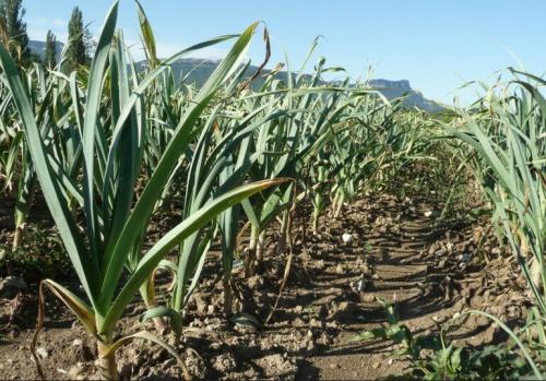 Когда сажать чеснок осенью-2019. Когда сажать чеснок по лунному календарю осенью-2019: благоприятные дни и неблагоприятные. И важные хитрости: а я так делаю