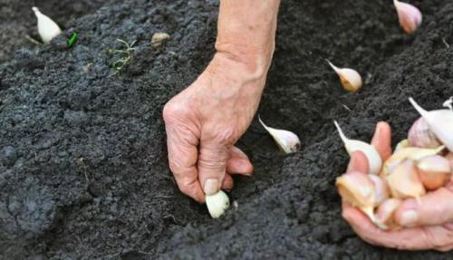 Сроки посадки чеснока осенью в Подмосковье в 2019 году. Этапы работы посадки чеснока