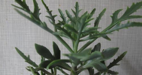 Оленьи рожки домашний цветок. Уход в домашних условиях за цветком Оленьи рога