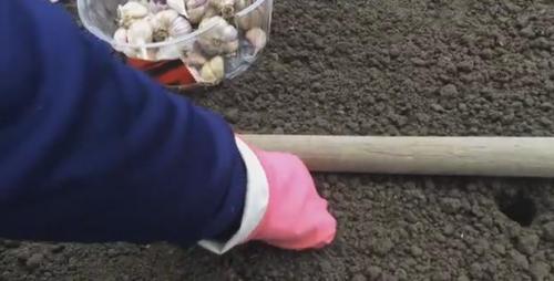 Сроки посадки чеснока осенью в Подмосковье в 2019 году. Этапы работы посадки чеснока