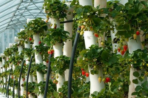 Готовим грядки под клубнику. Грядки для клубники своими руками: интересные идеи