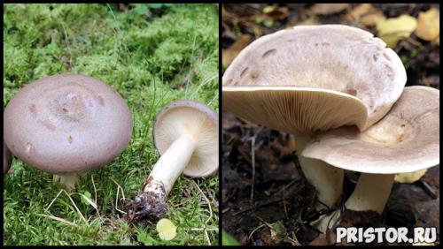 Гриб рыжик и гриб волнушка. Ложные рыжики (двойники) 07