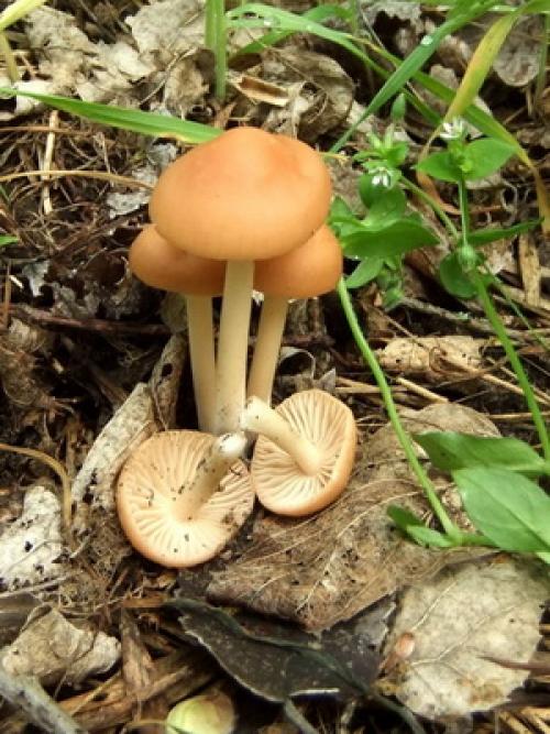 Опята на земле. Какие опята растут на земле: летние и осенние грибы