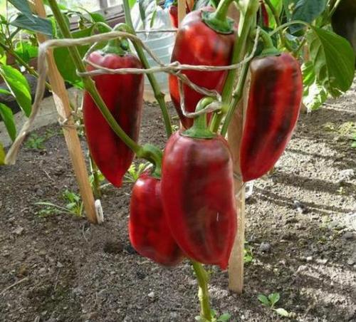 Самые урожайные сорта перца для открытого грунта. Урожайные сорта семян перца для обычных теплиц и теплиц из поликарбоната