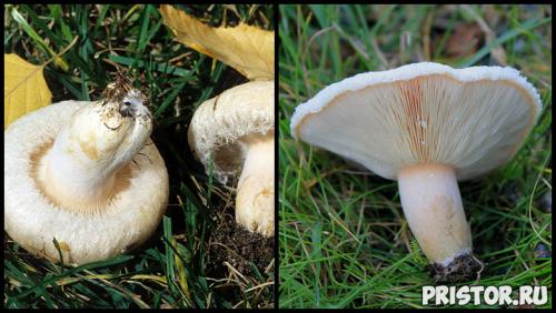 Гриб рыжик и гриб волнушка. Ложные рыжики (двойники) 06