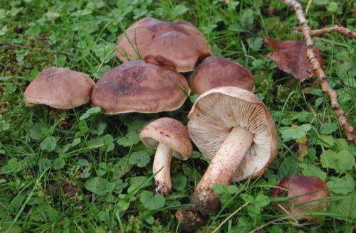 Песчаник гриб. Грибы песчанки фото и описание