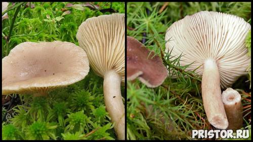 Гриб рыжик и гриб волнушка. Ложные рыжики (двойники) 08