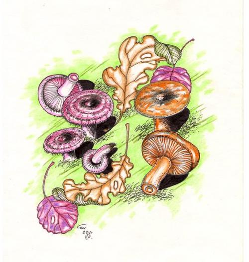 Как выглядят волнушки и рыжики. ВОЛНУШКИ И РЫЖИКИ