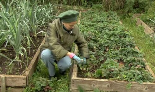 Чем удобрить землю перед посадкой клубники. Какие удобрения вносить при посадке клубники