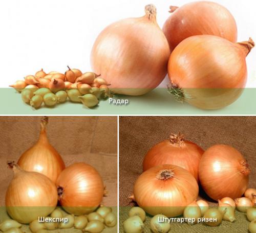 Сроки посадки лука под зиму в Подмосковье. Посадка лука под зиму