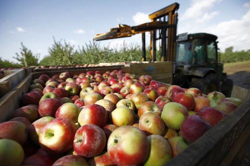 Лучшие осенние яблони. Самые лучшие осенние сорта яблонь — фото с описанием