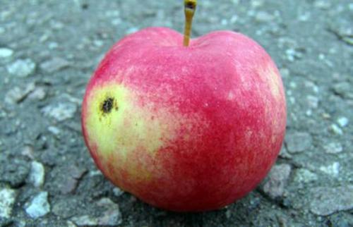 Осенние сорта яблок для средней полосы. Осенние сорта яблонь 22 Осенние сорта яблок для средней полосы. Осенние сорта яблонь 22