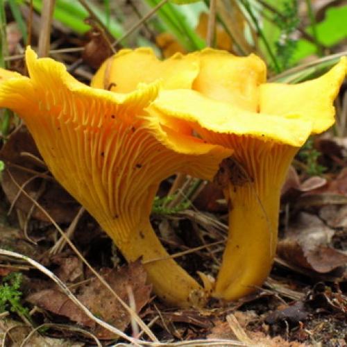 Оранжевые грибы похожие на лисички. Описание гриба лисичка: шляпка, ножка и пластинки