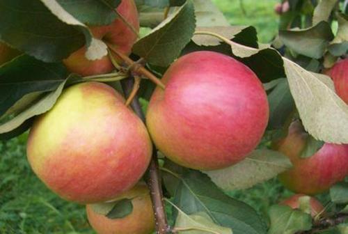 Осенние сорта яблок для средней полосы. Осенние сорта яблонь 25 Осенние сорта яблок для средней полосы. Осенние сорта яблонь 25