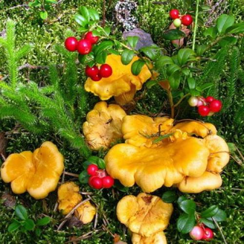 Оранжевые грибы похожие на лисички. Описание гриба лисичка: шляпка, ножка и пластинки
