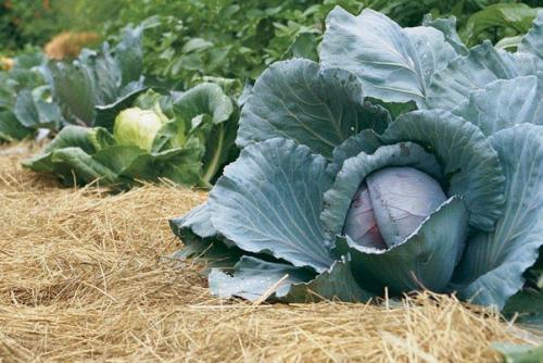 Огород для ленивых. Урожайный огород для ленивых