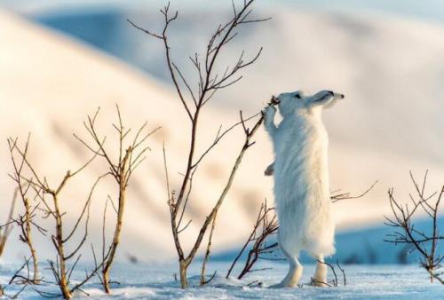 Как подготовить молодую яблоню к зиме. Подготовка яблони к зимовке — обрезка, подкормка и утепление