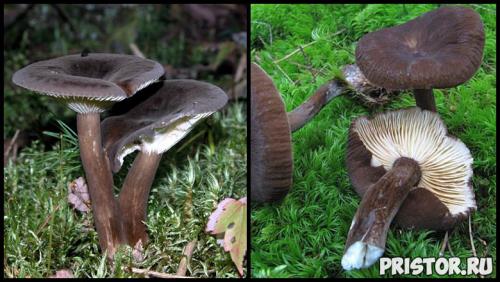 Гриб рыжик и гриб волнушка. Ложные рыжики (двойники) 09