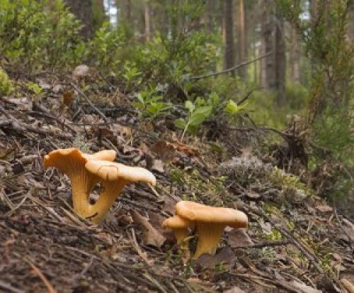 Грибы в сосновом бору. Грибы соснового бора 05