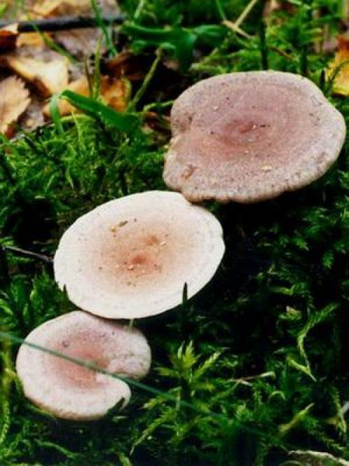 Волнушки ложные. Есть ли ложные волнушки и как их отличить от съедобных грибов?