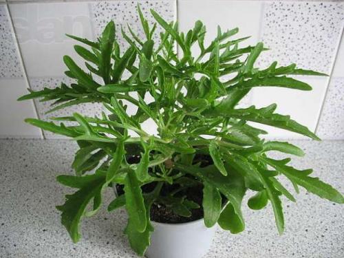 Оленьи рожки домашний цветок. Уход в домашних условиях за цветком Оленьи рога