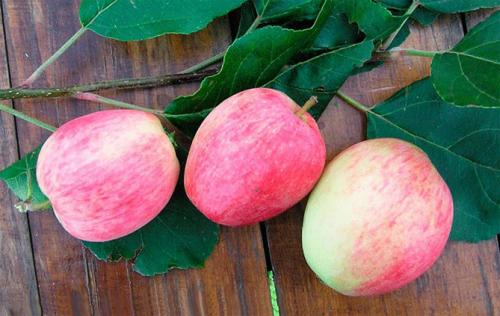 Среднерослые сорта яблонь для подмосковья. Лучшие сорта яблонь для Подмосковья, описание и фото, рейтинг