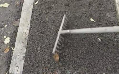 Сроки посадки чеснока осенью в Подмосковье в 2019 году. Этапы работы посадки чеснока