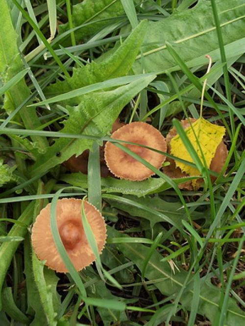 Опята на земле. Какие опята растут на земле: летние и осенние грибы