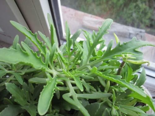 Оленьи рожки домашний цветок. Уход в домашних условиях за цветком Оленьи рога