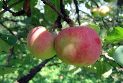 Осенние сорта яблок для средней полосы. Осенние сорта яблонь 24 Осенние сорта яблок для средней полосы. Осенние сорта яблонь 24