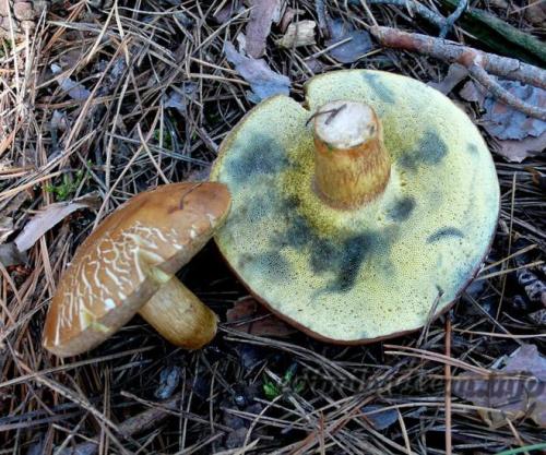 Сколько варить польский гриб перед жаркой. Как жарить польские грибы